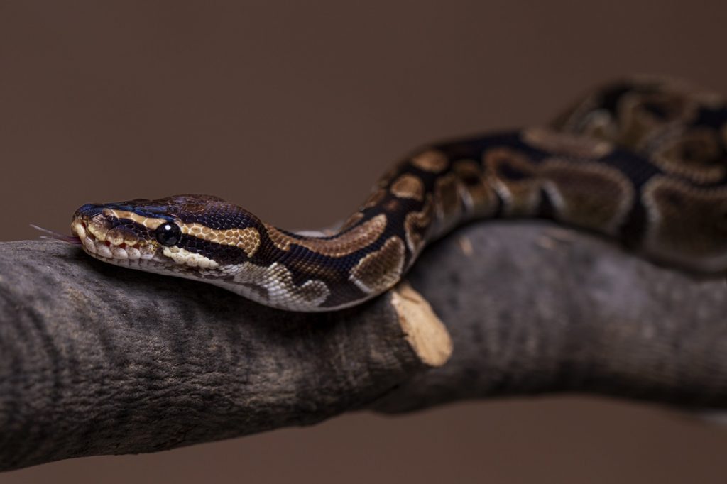 Dúvidas de Português qual o coletivo de cobra