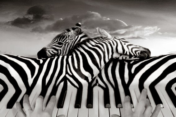 zebras ou pianos