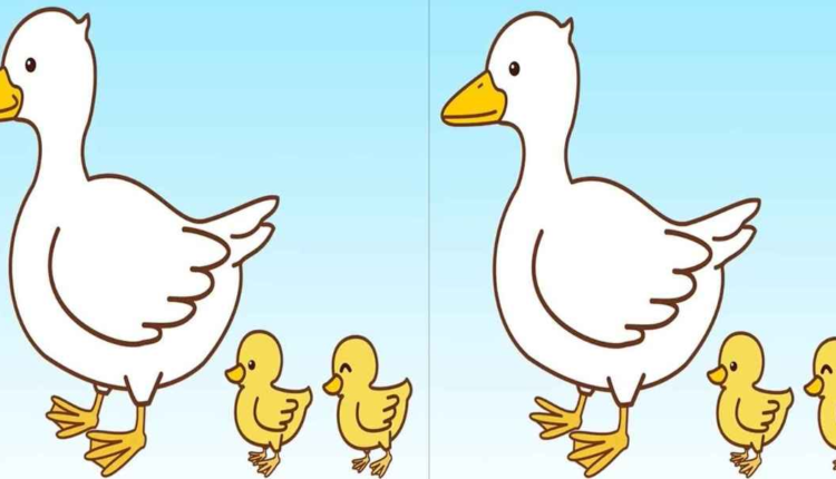 Você consegue identificar as diferenças entre as imagens do pato e dos patinhos?