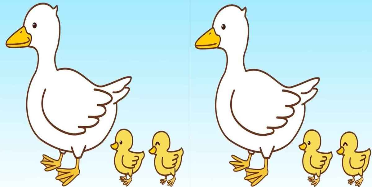 Você consegue identificar as diferenças entre as imagens do pato e dos patinhos?