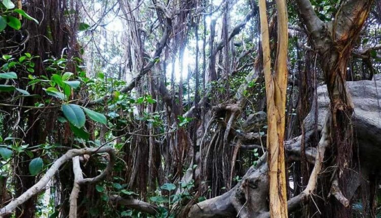 Ilusão de ótica: Treine sua visão e encontre o dinossauro escondido na floresta em 10 segundos