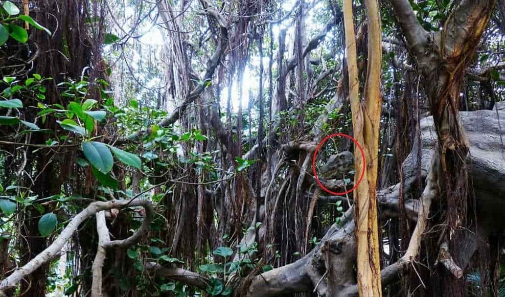 Ilusão de ótica: Treine sua visão e encontre o dinossauro escondido na floresta em 10 segundos