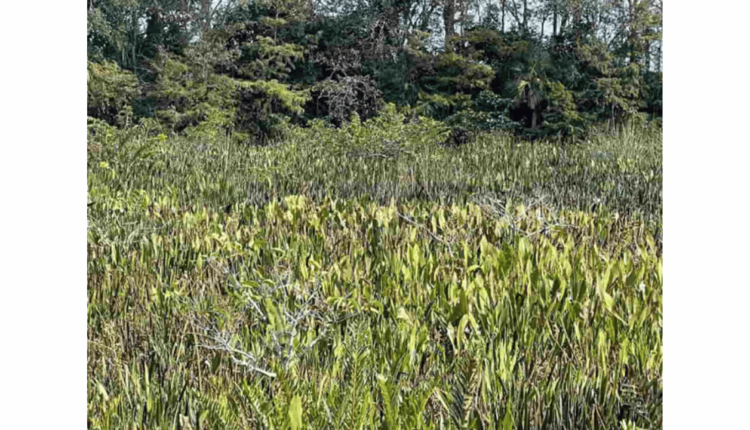 iguana na floresta