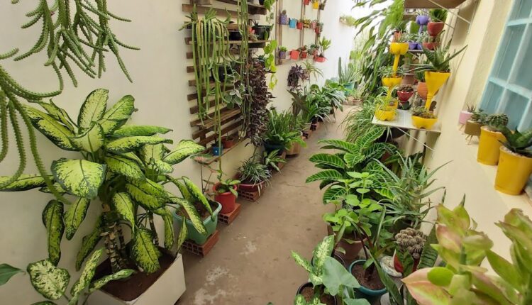 4 plantas para se ter em casa que precisam de pouca água e luz