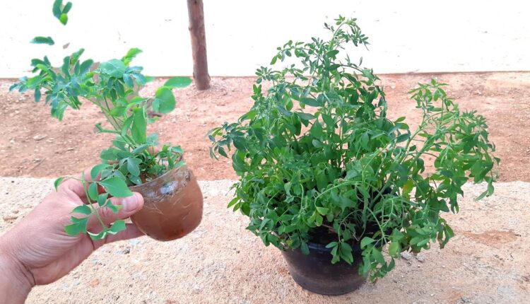 4 plantas que são poderosas para livrar sua casa da inveja