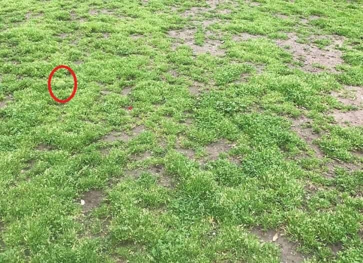 Teste sua visão: Encontre a bola de tênis no campo em menos de 20 segundos!