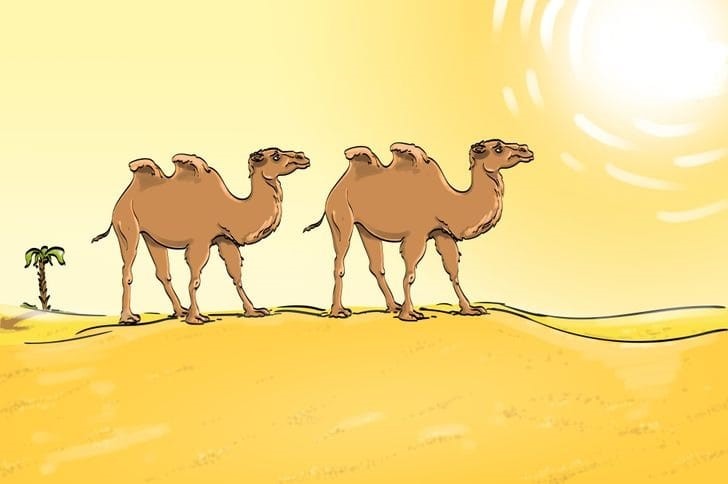 Encontre o erro na imagem dos camelos em menos de 10 segundos para provar que tem a visão aguçada!