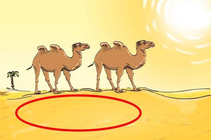 Encontre o erro na imagem dos camelos em menos de 10 segundos para provar que tem a visão aguçada!