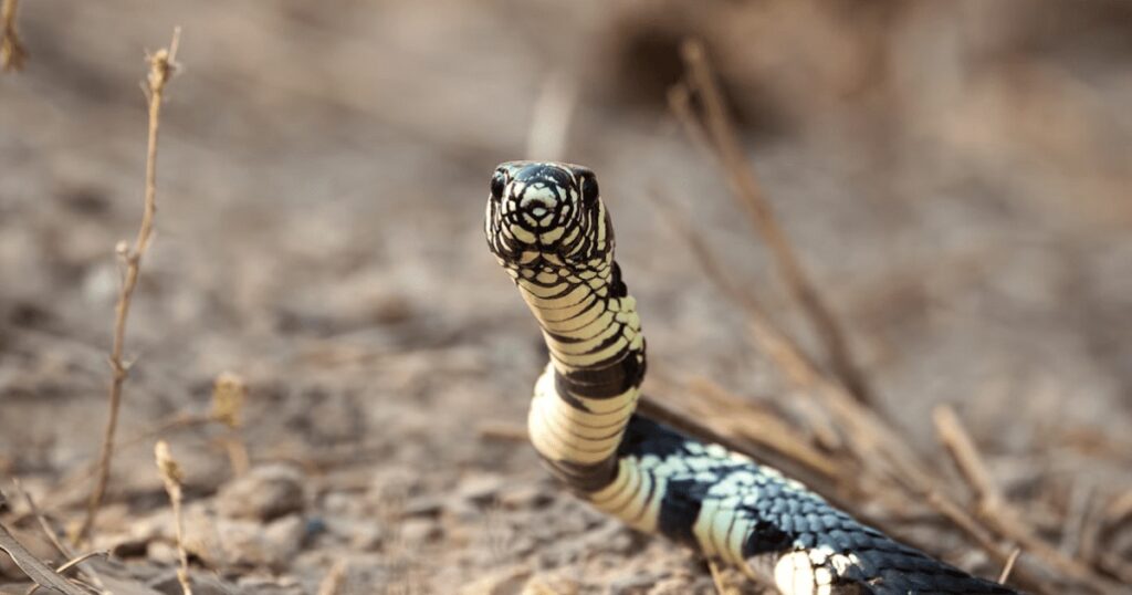 Essa é A Diferença Entre A Cobra E A Serpente E Você Precisa Ficar Sabendo 0725