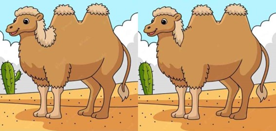 Encontre as diferenças entre os dois camelos no deserto em menos de 10 segundos!