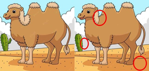 Encontre as diferenças entre os dois camelos no deserto em menos de 10 segundos!