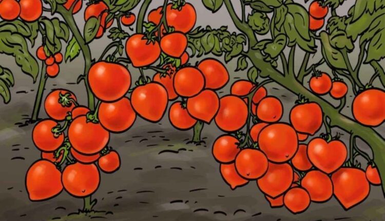 Teste de ilusão de ótica: Encontre o coração escondido na plantação de tomates em 10 segundos