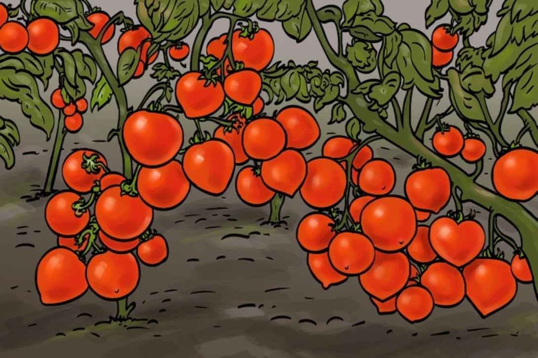 Teste de ilusão de ótica: Encontre o coração escondido na plantação de tomates em 10 segundos