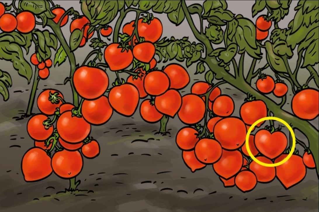 Teste de ilusão de ótica: Encontre o coração escondido na plantação de tomates em 10 segundos