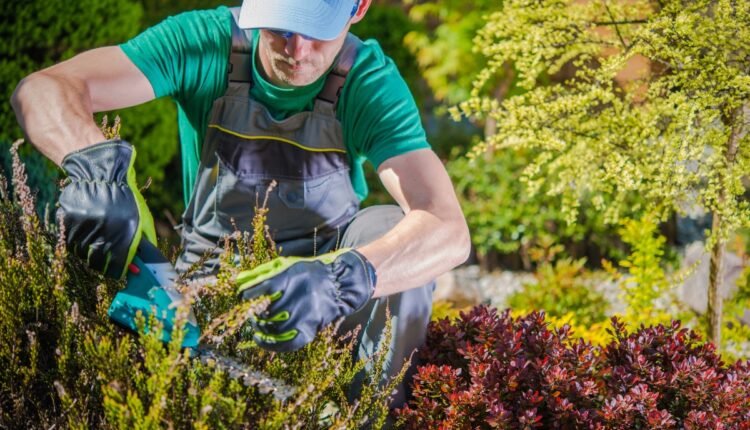 Inscrições gratuitas para o Curso Municipal de Jardinagem