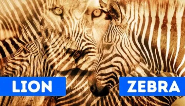 Leão ou zebra? O que você vê primeiro revela muito sobre seu jeito de ser nesse teste de personalidadeLeão ou zebra? O que você vê primeiro revela muito sobre seu jeito de ser nesse teste de personalidade
