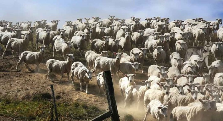 Desafio de ilusão de ótica: Encontre o cachorro entre as ovelhas em menos de 10 segundos