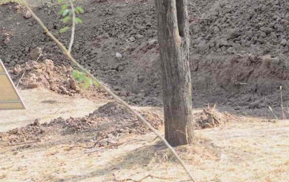 Encontre o leopardo e resolva esse teste de ilusão de ótica em menos de 10 segundos