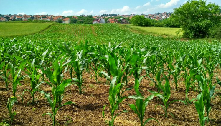 Resumo para o CNU: Política Nacional de Agroecologia