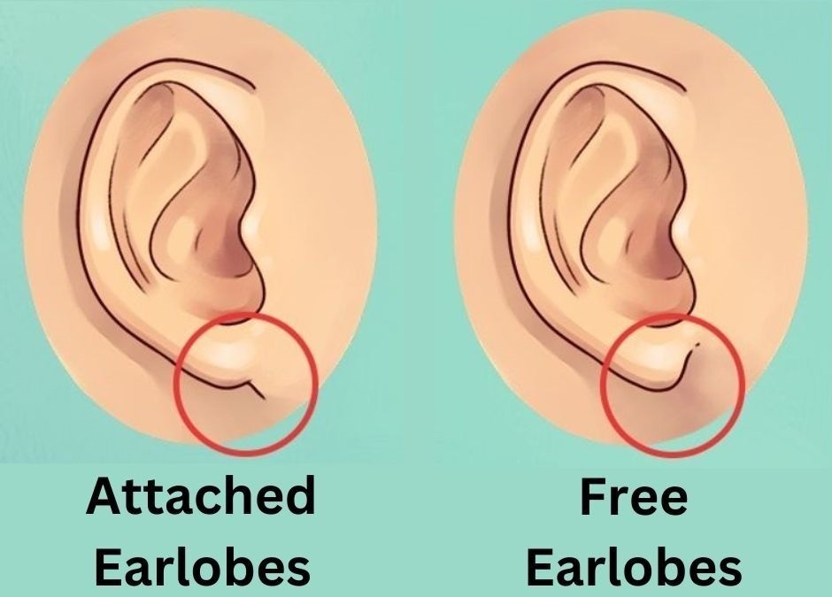 Teste de personalidade: os lóbulos da sua orelha vão revelar algo sobre você.