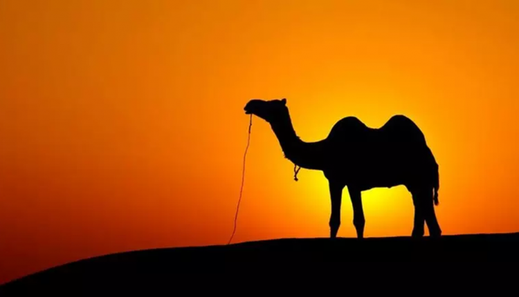 Português em pauta! Você sabe qual o COLETIVO de camelo?