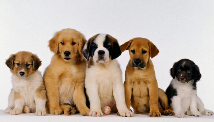 Dúvidas de Português: qual é o coletivo de cães?