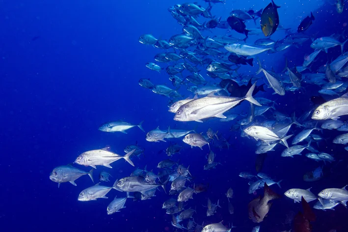 Dúvidas de português: você sabe qual é o coletivo de peixes?