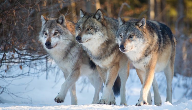 Dúvidas de Português: você sabe qual o coletivo de lobos?