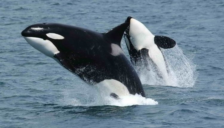 Dúvidas de português: você sabe qual é o coletivo de baleias?
