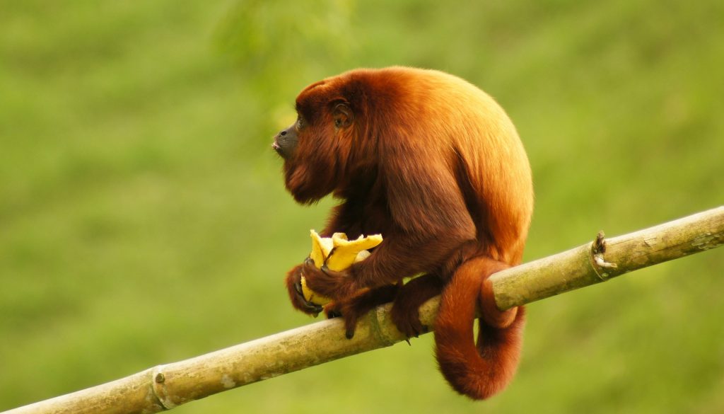 Dúvidas de Português: qual o coletivo de macacos?