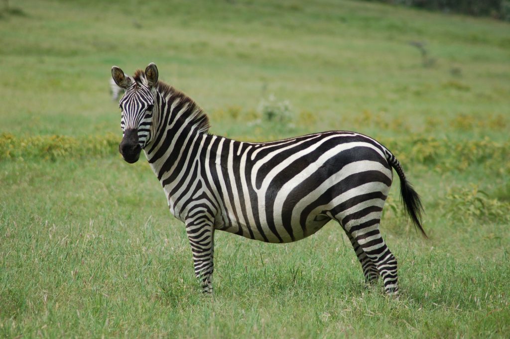 Dúvidas de Português: qual o coletivo de zebras?