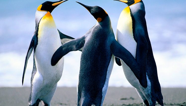 Dúvidas de Português: você sabe qual é o coletivo de pinguins?