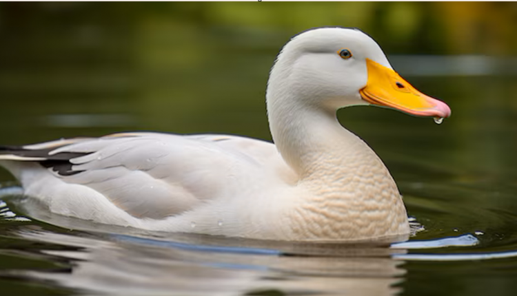 Dúvidas de Português: qual o coletivo de patos?