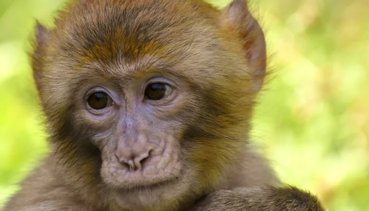 Dúvidas de Português: qual o coletivo de macacos?