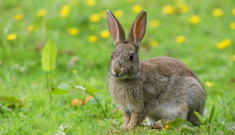 Dúvidas de Português: você sabe qual o coletivo de coelhos?