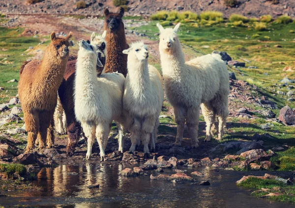 Dúvidas de Português: qual o coletivo de Lhama?