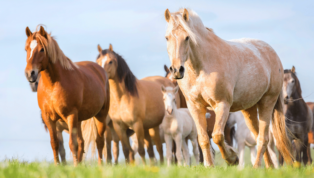 Dúvidas de Português: qual o coletivo de cavalos?