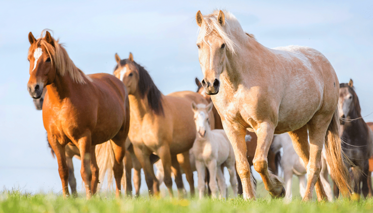 Dúvidas de Português: qual o coletivo de cavalos?