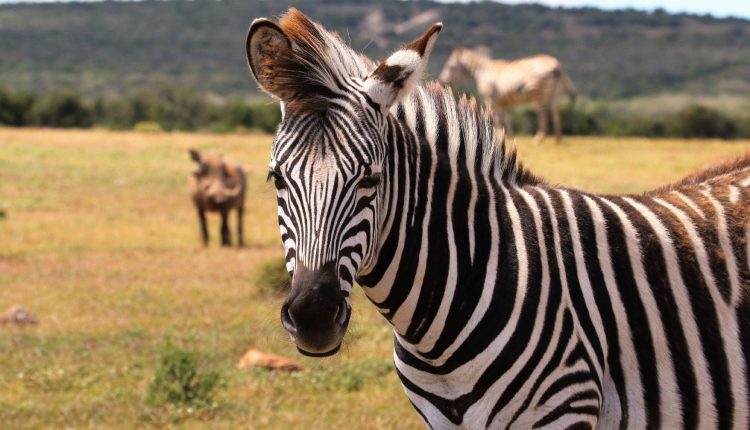 Dúvidas de Português: qual o coletivo de zebras?