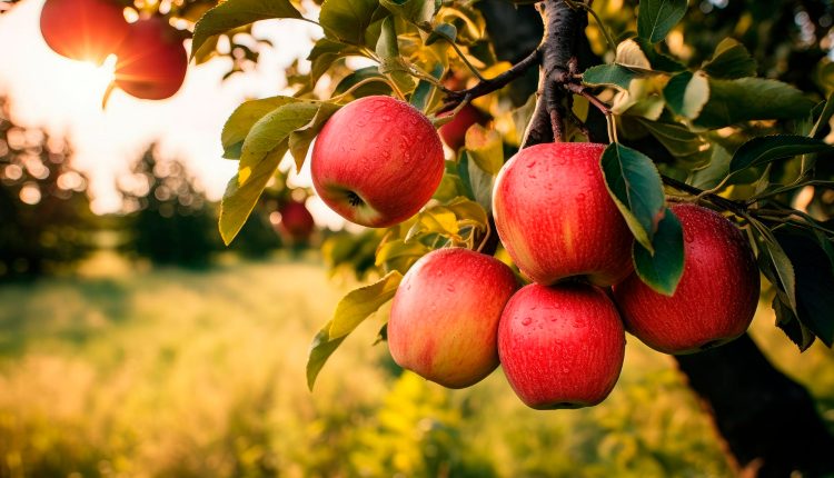 Dúvidas de português: qual o coletivo de frutas?