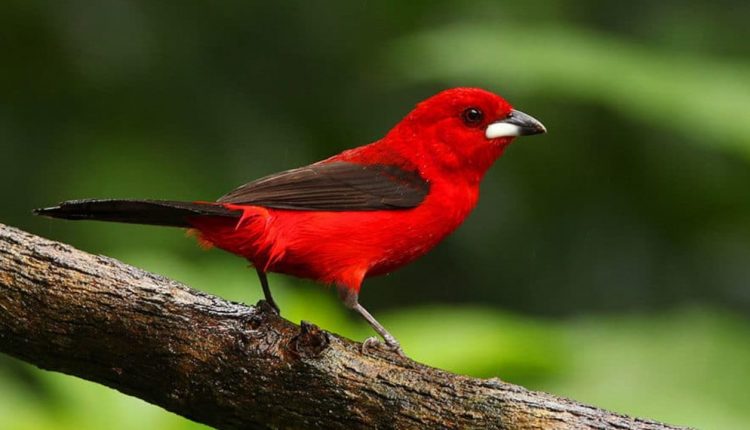 Dúvidas de Português: qual o coletivo de aves e pássaros?