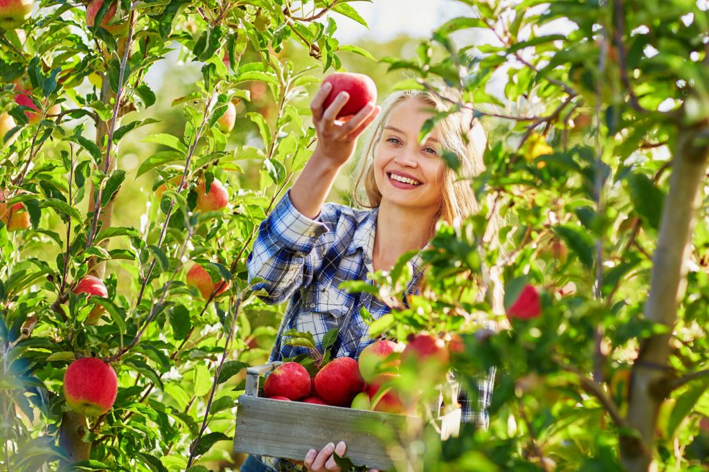 Dúvidas de português: qual o coletivo de frutas?