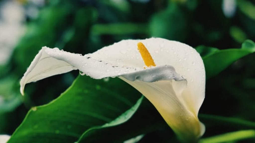 Dúvidas de português: qual o coletivo de plantas?