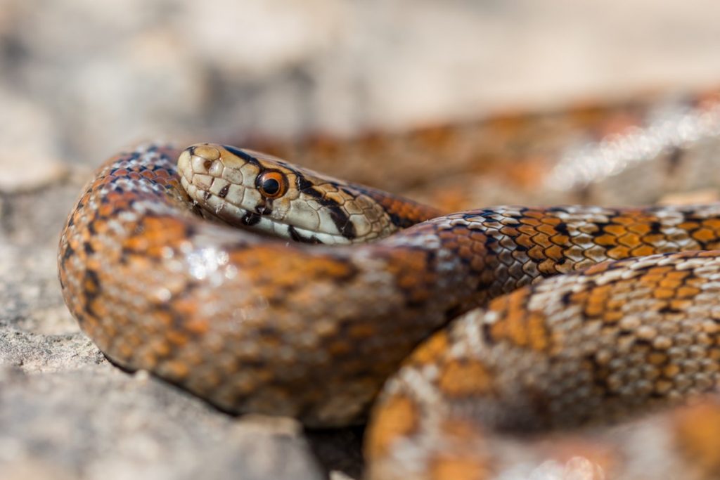 "Ninho de cobras", geralmente está sugere que aquele local é perigoso. Imagem: Freepik