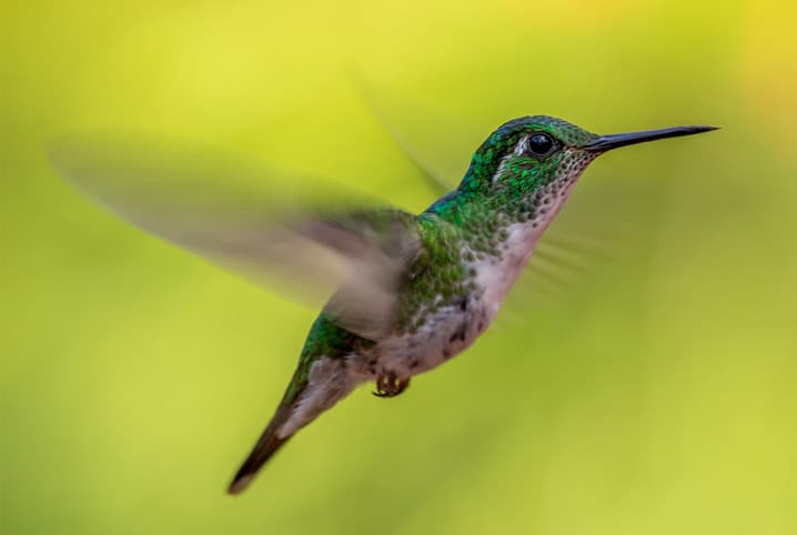 Você sabe qual o significado de receber a visita de um beija-flor em casa?