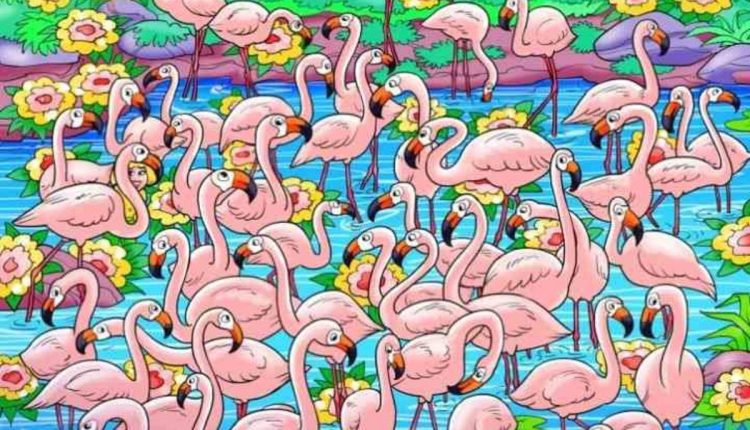 Encontre a menina entre os flamingos.