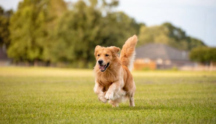 Descubra qual o coletivo de cachorro.