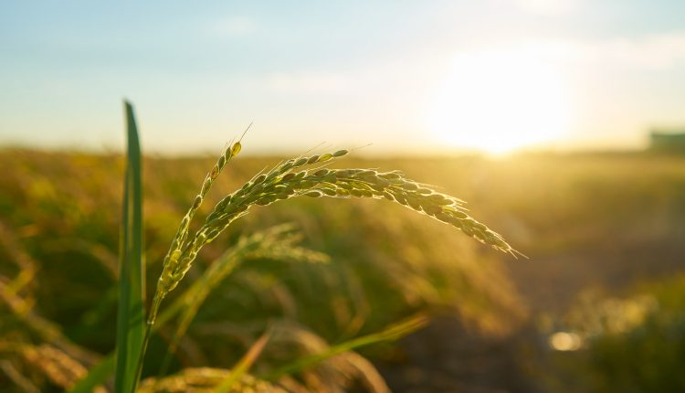 Gerente de Fazenda lidera o ranking das profissões mais bem pagas no agro em 2024.