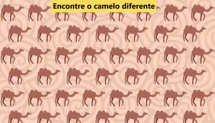 Teste Visual: será que você consegue identificar um camelo estranho na imagem em 7 segundos?