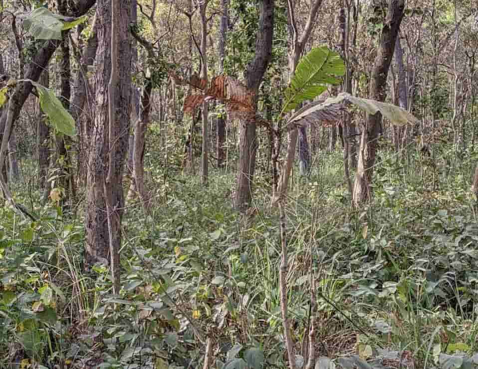 Desafio visual - encontre o tigre na imagem da selva. Fonte: Jagran Josh.